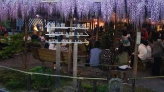 北方文化博物館の藤