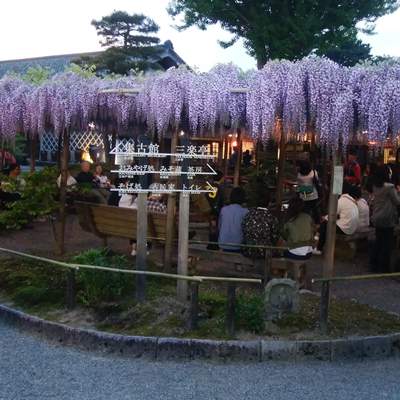 北方文化博物館の藤