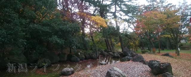 寺尾中央公園内の林の紅葉