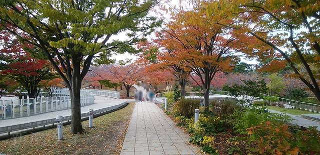 白山公園空中庭園の遊歩道の紅葉