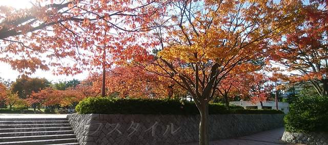 西大畑公園の遊歩道の紅葉