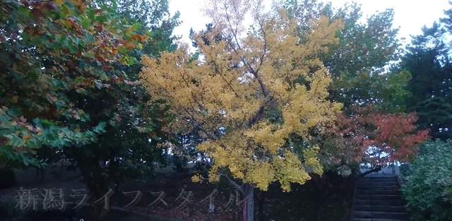 青山水道遊園の入口近辺の木々の紅葉