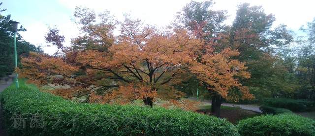 寺尾中央公園の駐車場近くの木々の紅葉