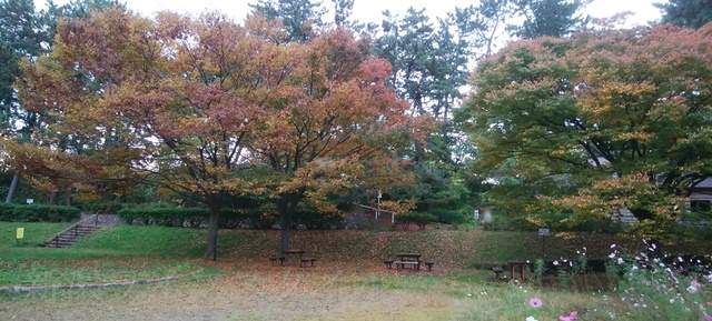 寺尾中央公園の広場の木々の紅葉